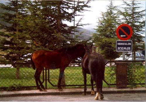 caballos.vehiculosoficiales
