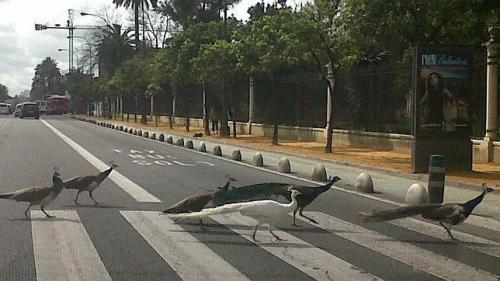 pavos-parque-sevilla--644x362