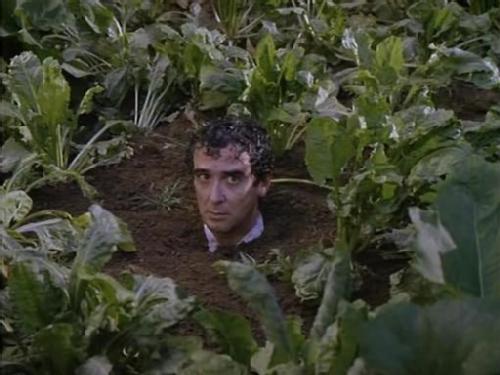 amanece.bancal.plantado